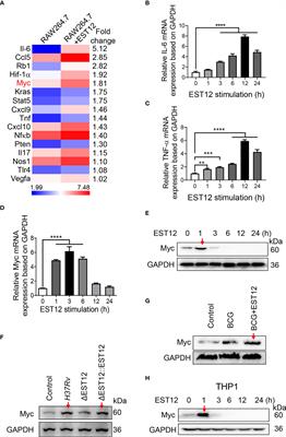 EST12 regulates Myc expression and enhances anti-mycobacterial inflammatory response via RACK1-JNK-AP1-Myc immune pathway